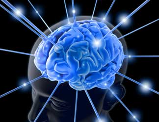 brain